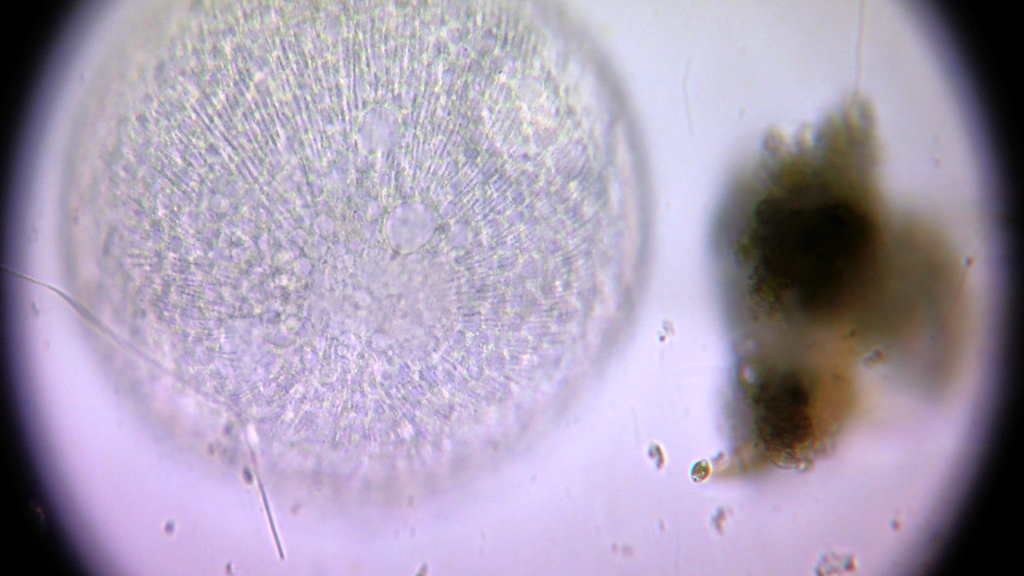 Luna piena con cinezie